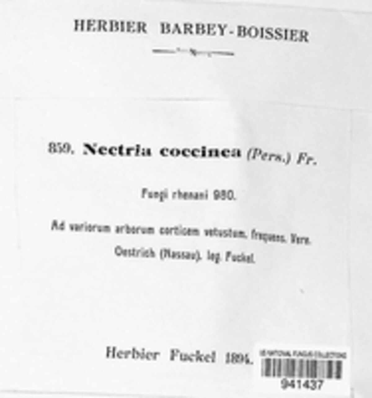 Neonectria coccinea image